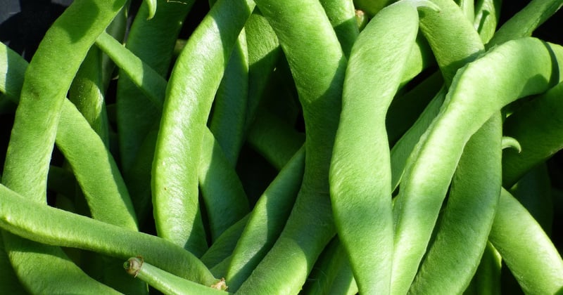 Légumineuses : le guide complet des recettes végétariennes faciles